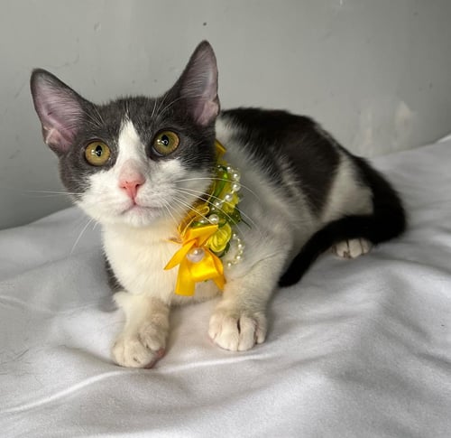COLD - Domestic Short Hair available for adoption