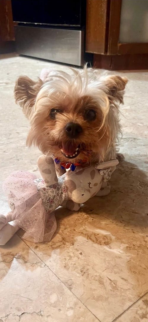 CHANEL - Yorkshire Terrier Yorkie available for adoption