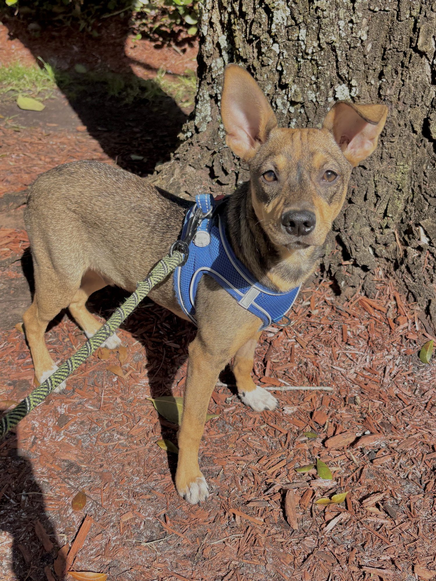 MACARONI - Terrier available for adoption