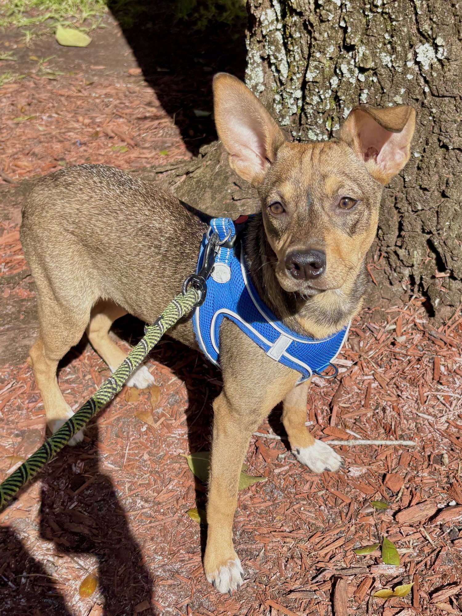 MACARONI - Terrier available for adoption
