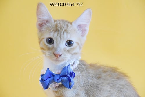 MATHEUS - Domestic Short Hair available for adoption