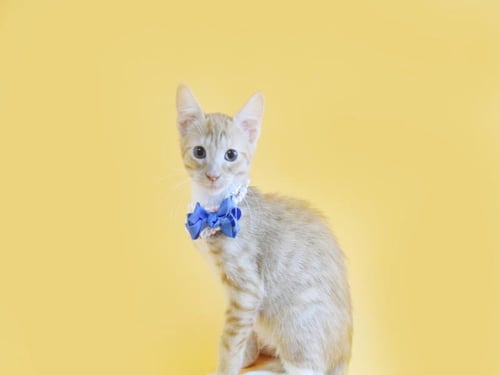 MATHEUS - Domestic Short Hair available for adoption