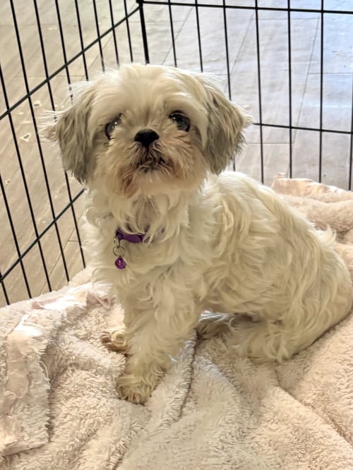 GINA - Shih Tzu available for adoption