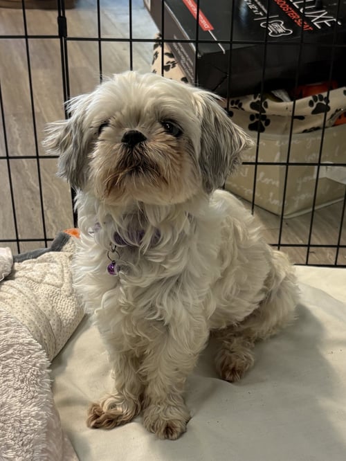 GINA - Shih Tzu available for adoption