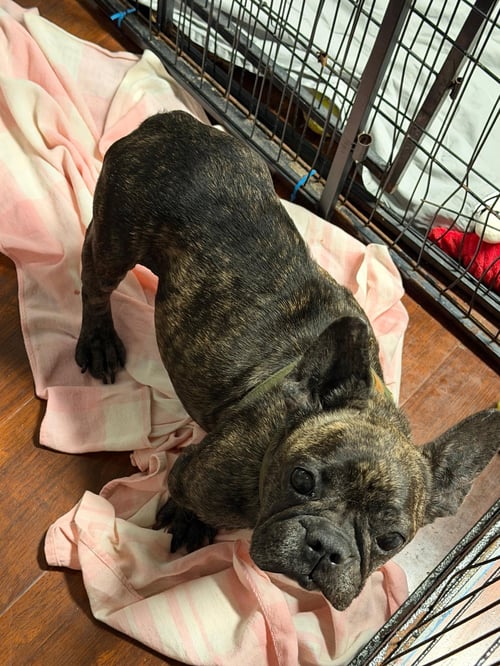 LUCIA - French Bulldog available for adoption