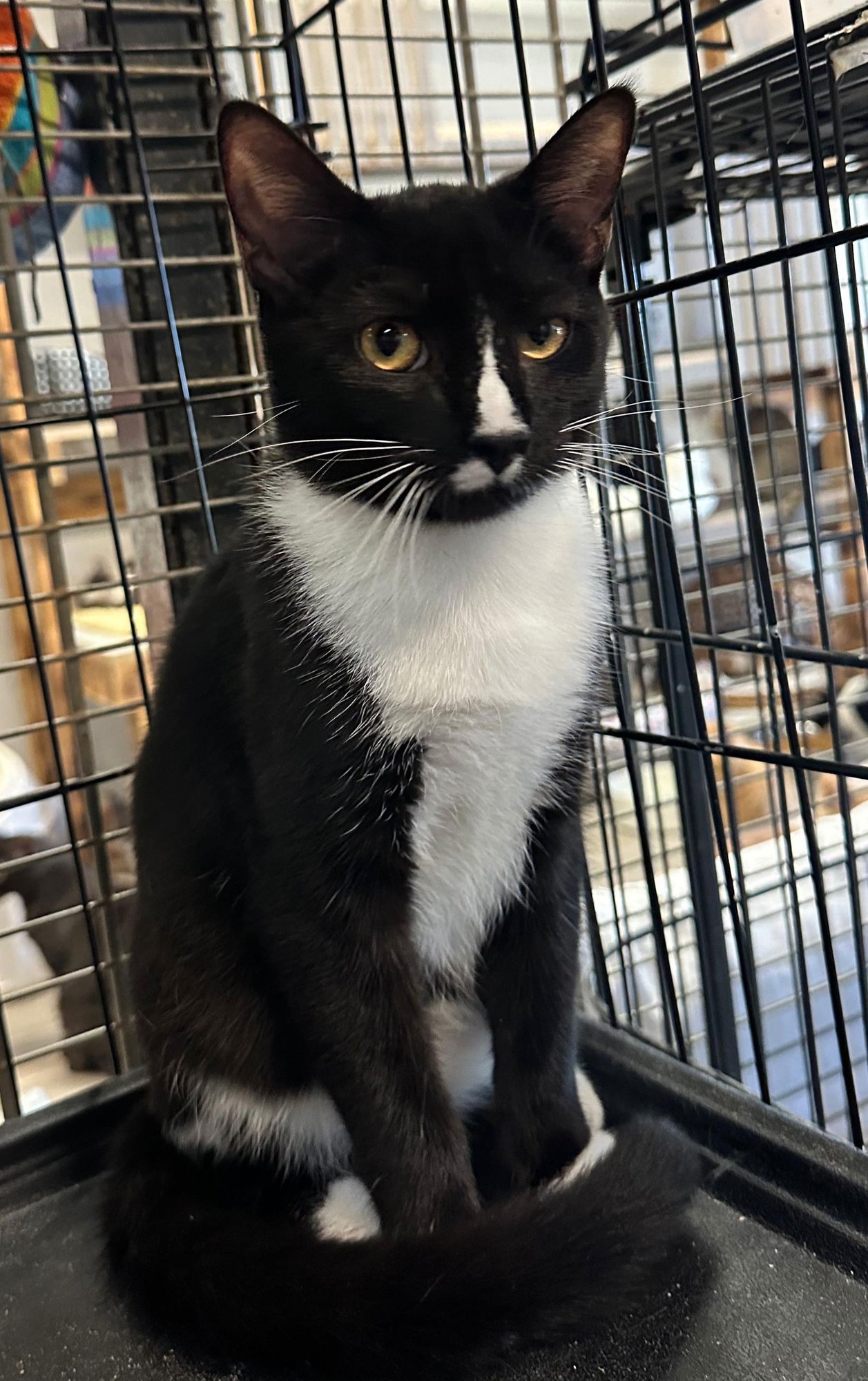 LEAN - Tuxedo available for adoption