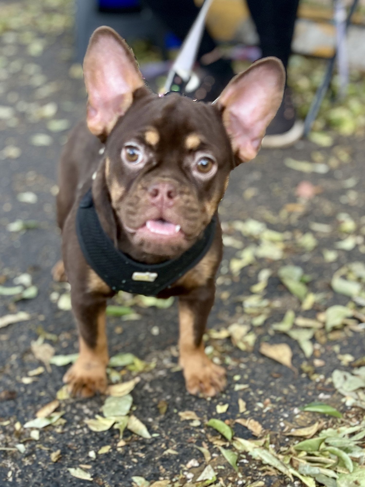 DELILAH - French Bulldog available for adoption