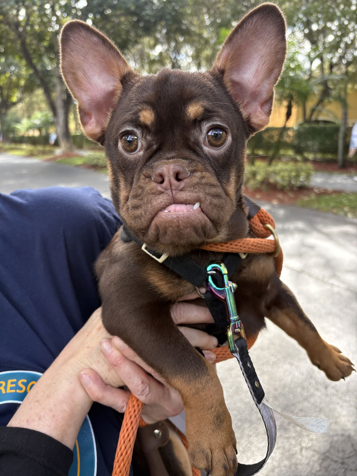 DELILAH - French Bulldog available for adoption