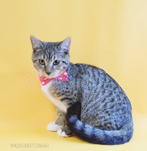 APPLE - Domestic Short Hair available for adoption