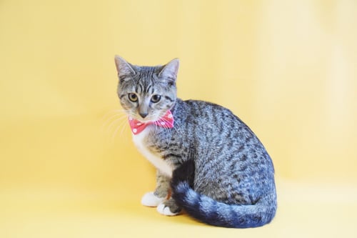 APPLE - Domestic Short Hair available for adoption