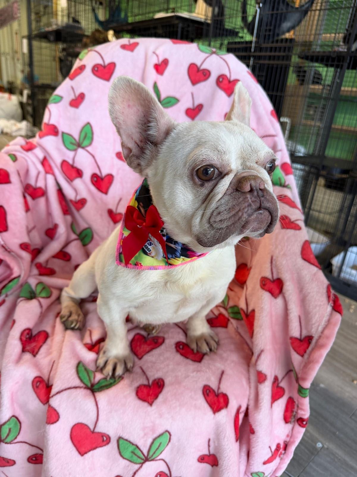 VALENTINA - French Bulldog available for adoption