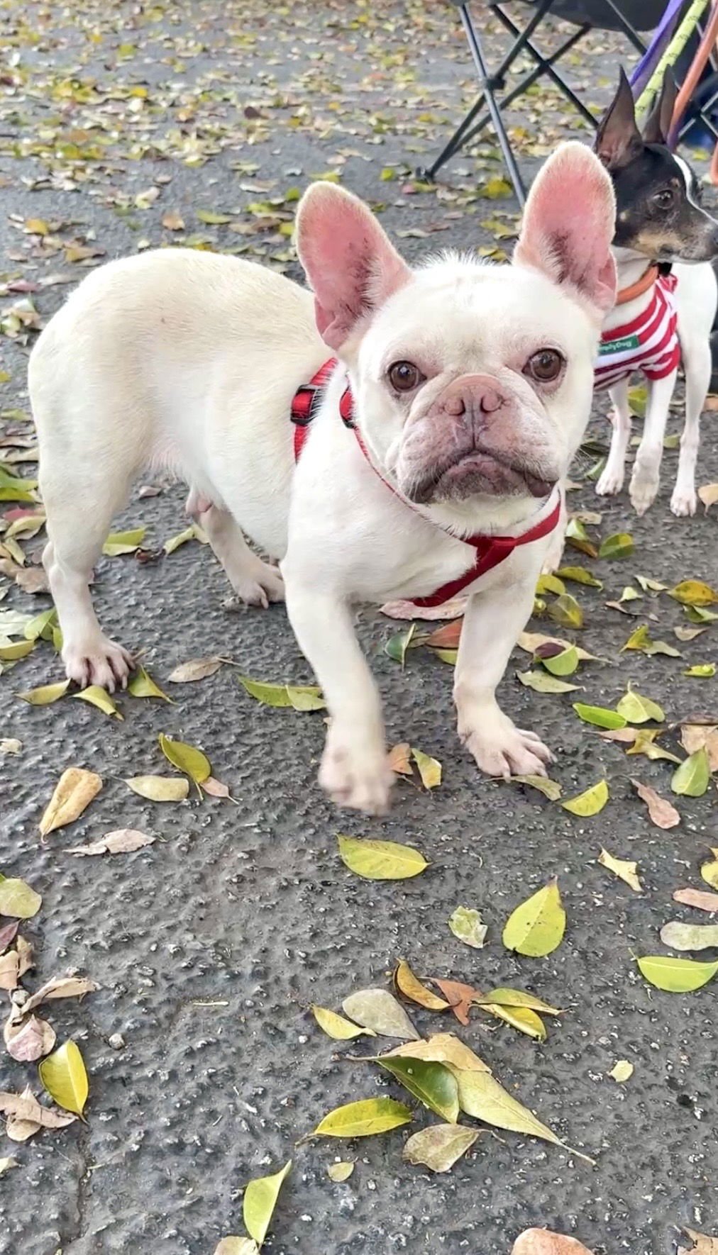 VALENTINA - French Bulldog available for adoption