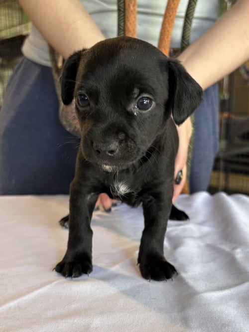 CLOVER - Chihuahua available for adoption