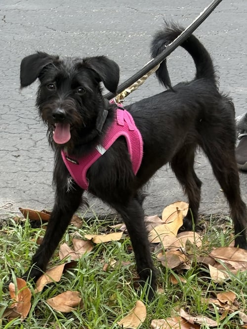 LOUISE - Schnauzer available for adoption
