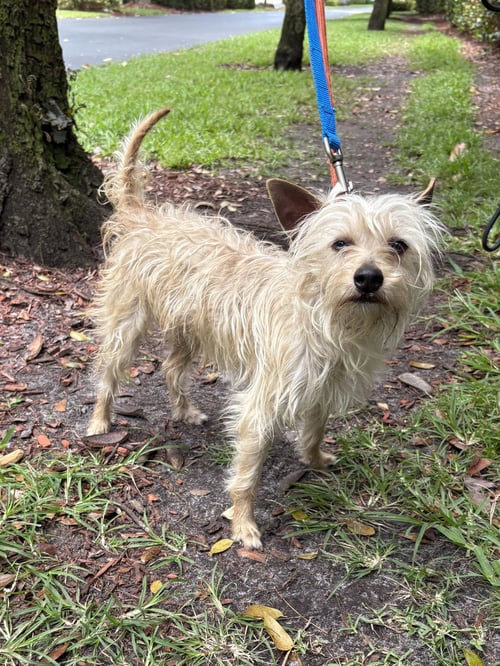 BAM BAM - Yorkshire Terrier Yorkie available for adoption