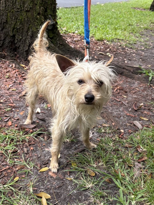 BAM BAM - Yorkshire Terrier Yorkie available for adoption