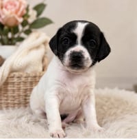 JASMIN - Photo 2