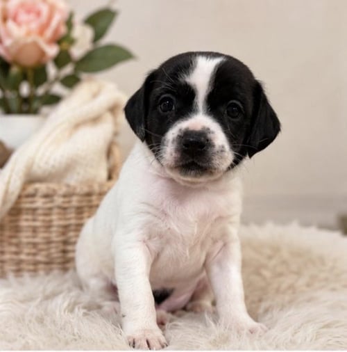 JASMIN - Chihuahua available for adoption