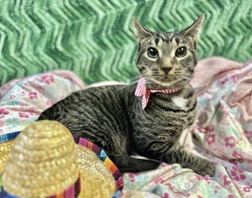CAJU - Domestic Short Hair available for adoption
