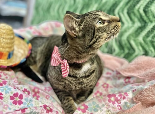 CAJU - Domestic Short Hair available for adoption
