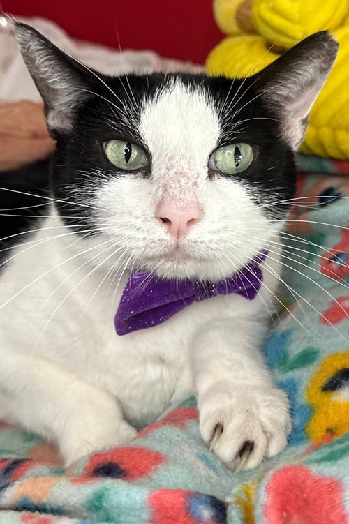 PIPER - Domestic Short Hair available for adoption
