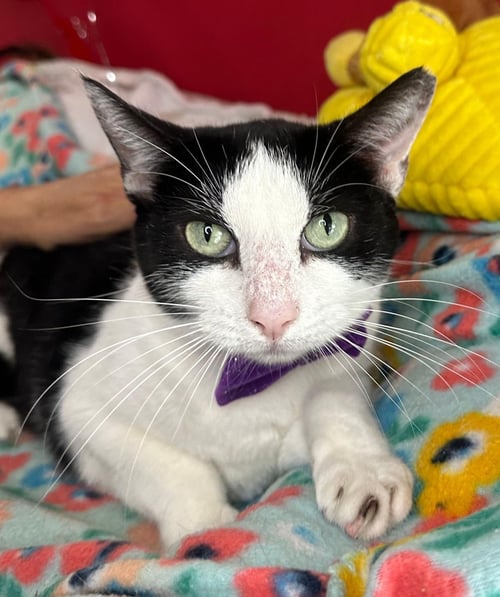 PIPER - Domestic Short Hair available for adoption