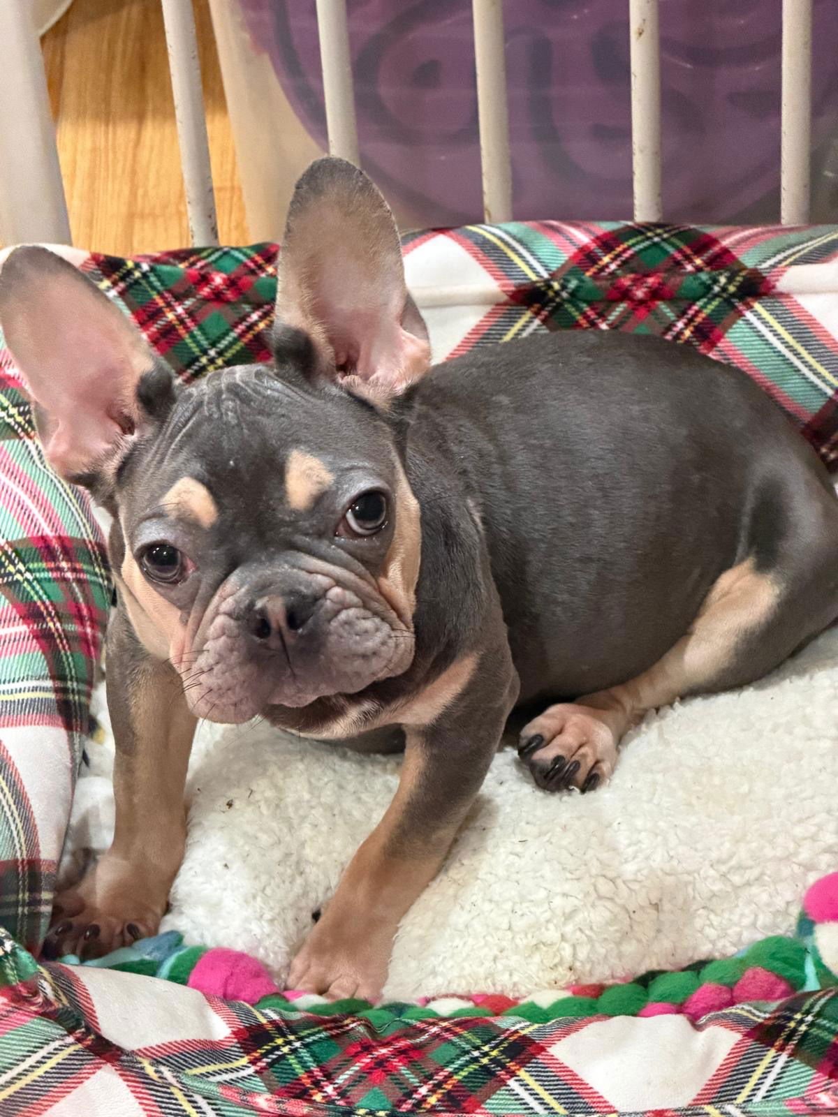 FENDI - French Bulldog available for adoption