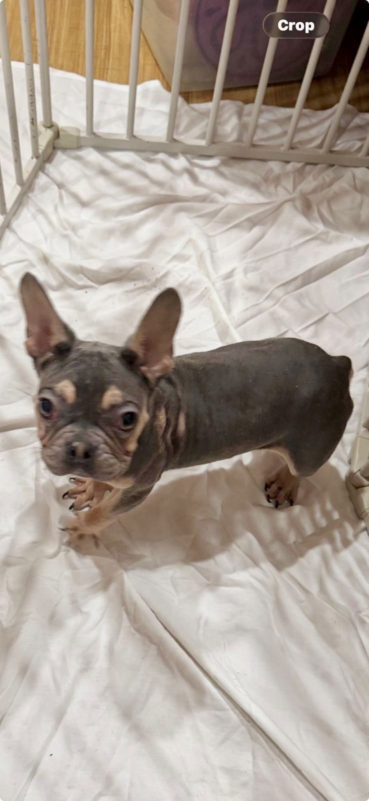 FENDI - French Bulldog available for adoption