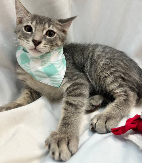 PAOLO - Domestic Medium Hair available for adoption