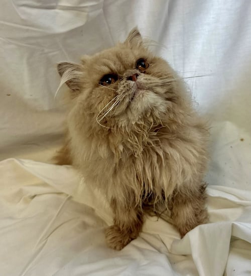 MAPLE - Persian available for adoption