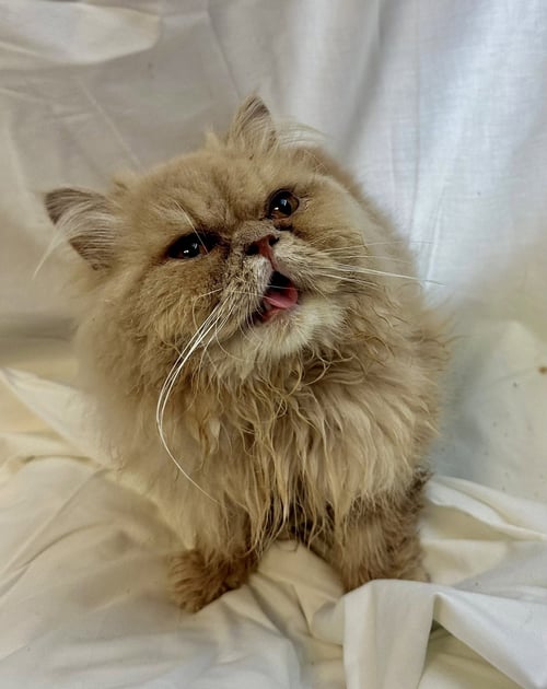 MAPLE - Persian available for adoption