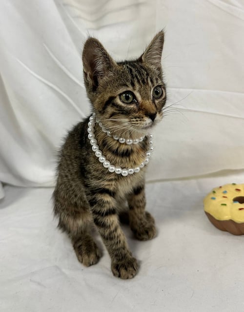 XIA - Domestic Short Hair available for adoption