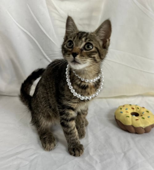 XIA - Domestic Short Hair available for adoption