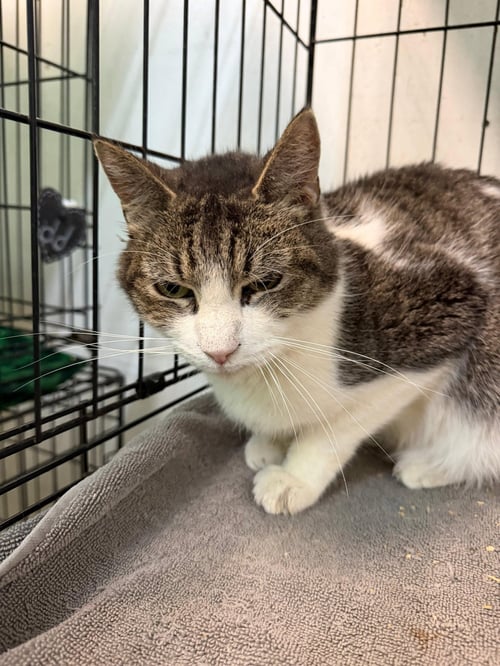 LYNN - American Shorthair available for adoption