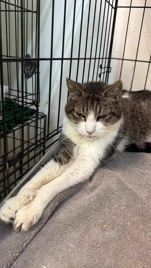 LYNN - American Shorthair available for adoption