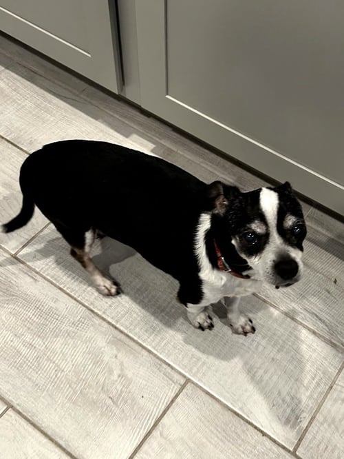 CHARLIE - Chihuahua available for adoption