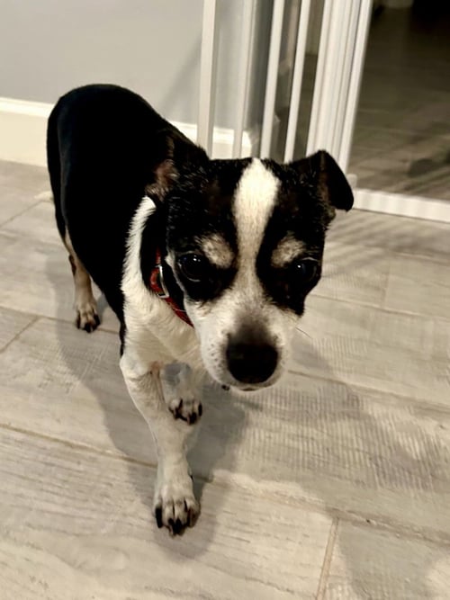 CHARLIE - Chihuahua available for adoption