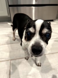 CHARLIE - Photo 5