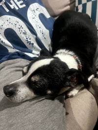 CHARLIE - Photo 3