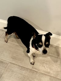CHARLIE - Photo 4