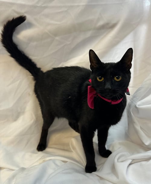 AGNES - Domestic Short Hair available for adoption