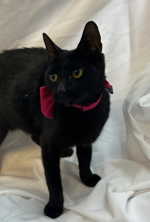AGNES - Domestic Short Hair available for adoption
