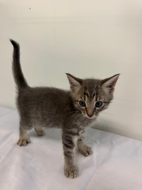 MARCOS VINICIUS - Domestic Short Hair available for adoption
