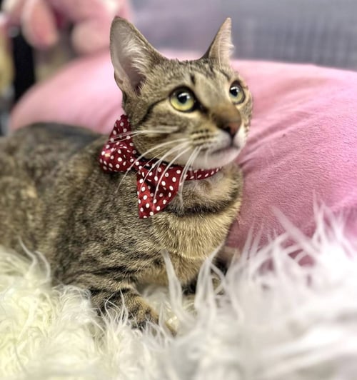 BAHIA - Domestic Short Hair available for adoption