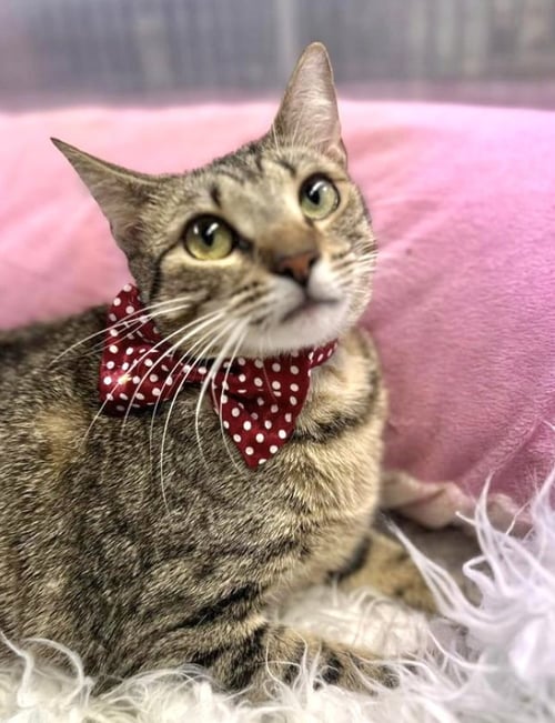 BAHIA - Domestic Short Hair available for adoption