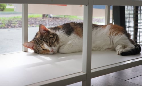 PENELOPE - Domestic Short Hair available for adoption