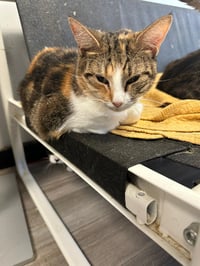 Penelope - Photo 2