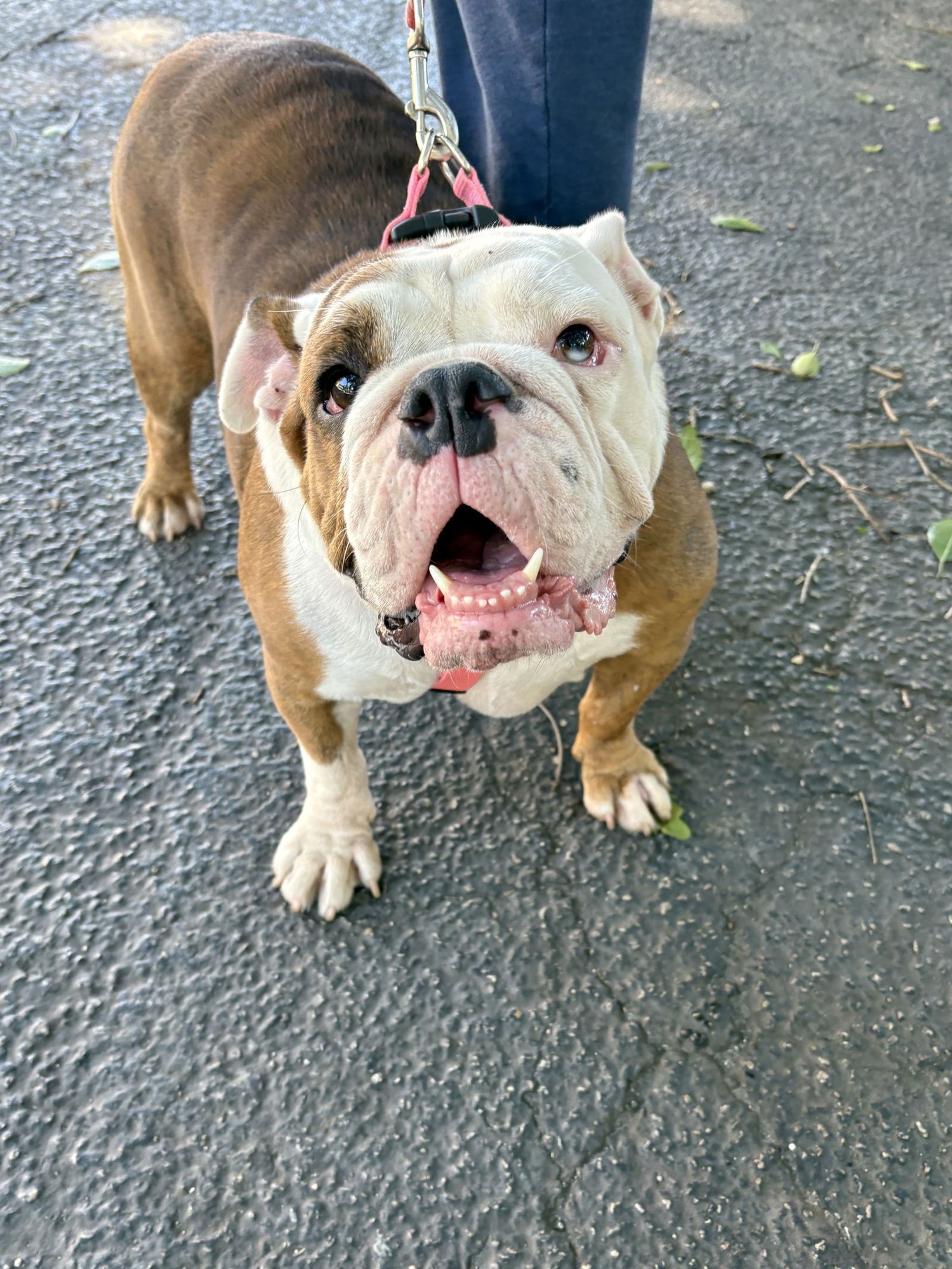 BELLA BLUE - English Bulldog available for adoption