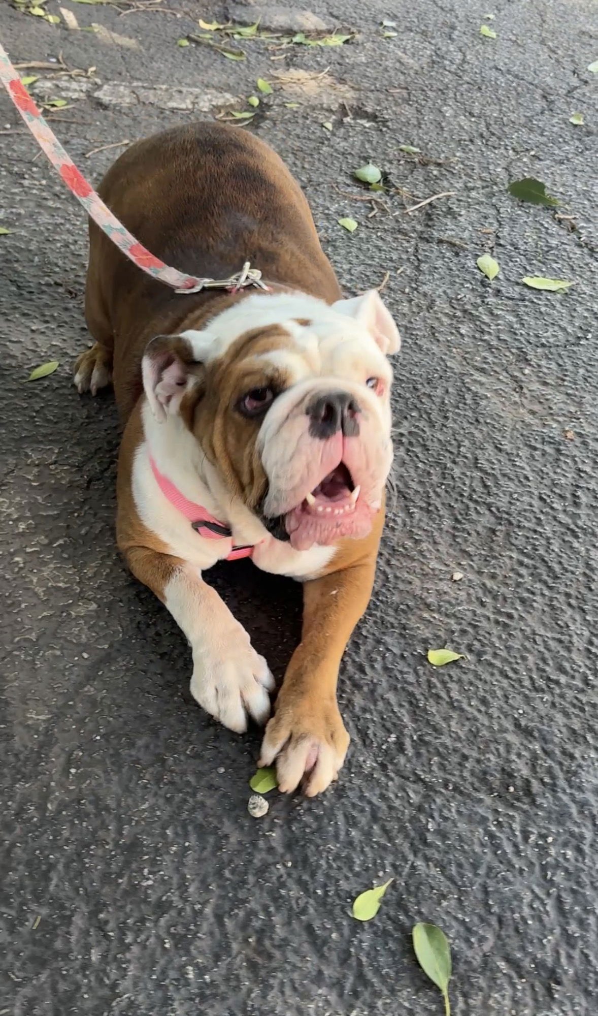 BELLA BLUE - English Bulldog available for adoption