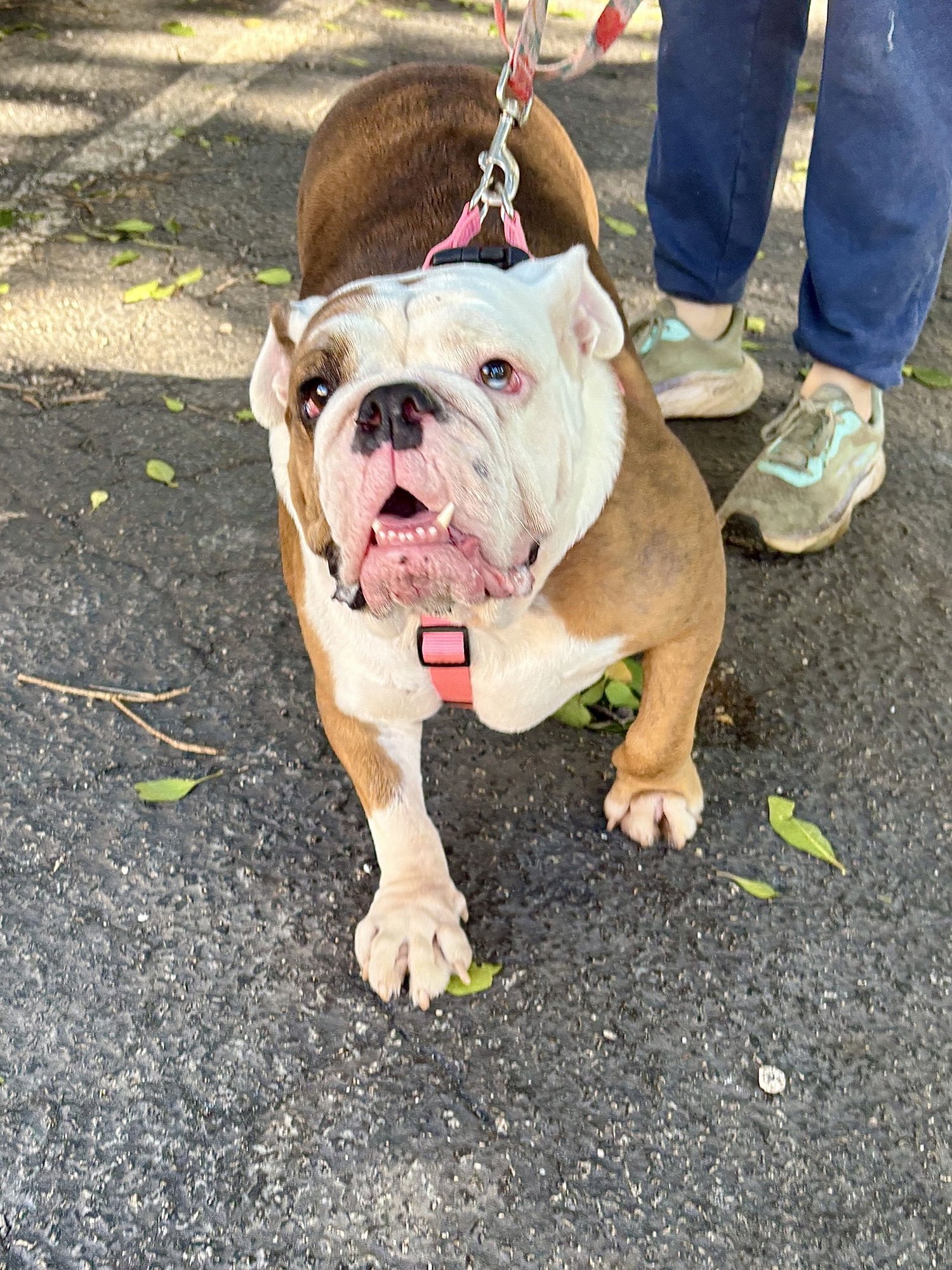 BELLA BLUE - Photo 3